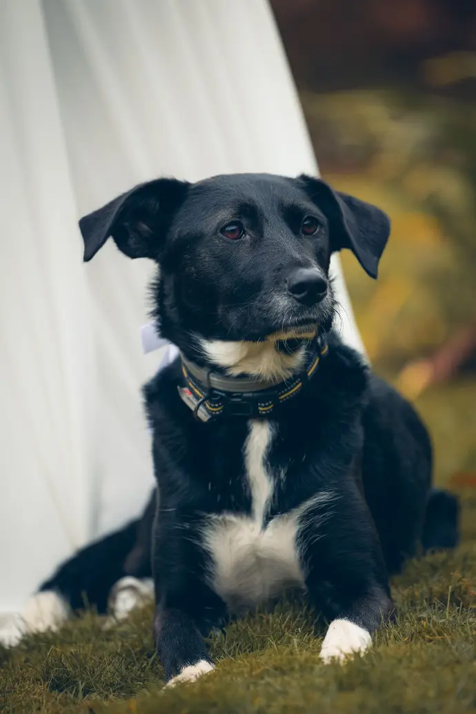 Chien invité au mariage