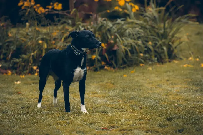 Chien invité au mariage