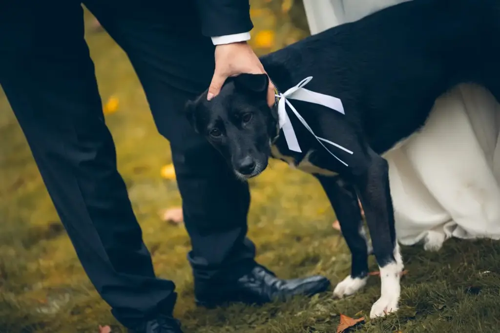 Accessoires animaux compagnie en crochet